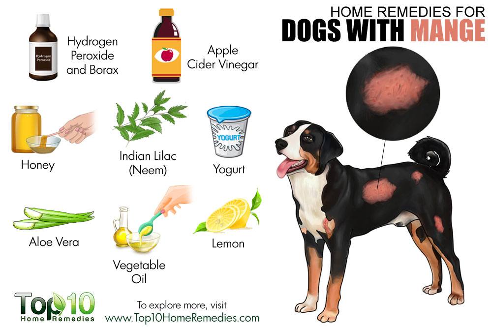 Home Remedies for Dogs with Mange | Top 10 Home Remedies